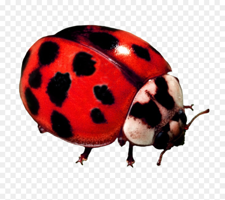 Ladybug Beetle - Ladybug, HD Png Download - lady bug png