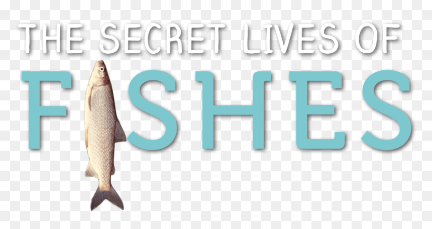 Secret Lives Of Fishes - Aquadvantage Salmon, HD Png Download - fishes png