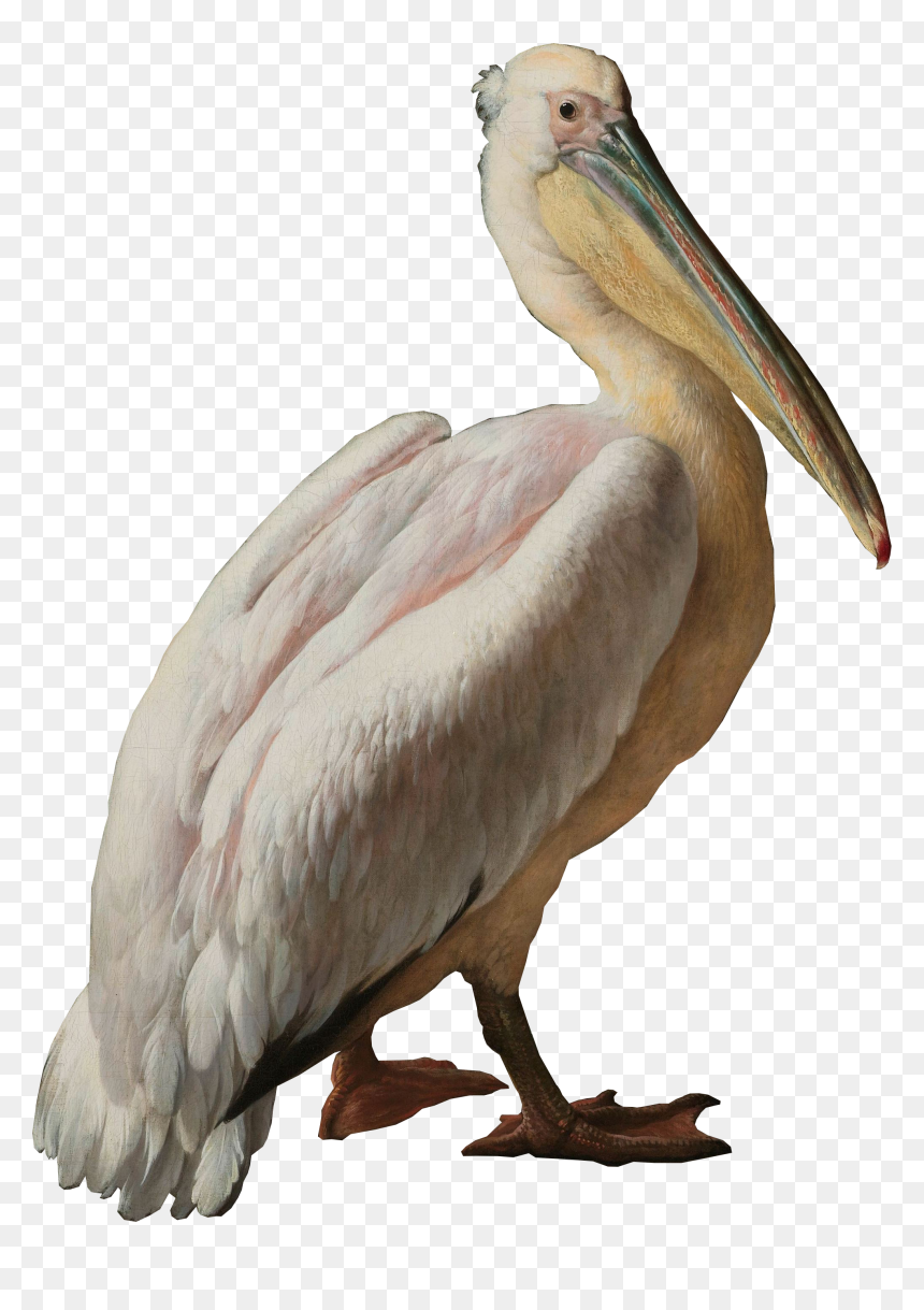 Pelican Seabird Pelecaniformes Water Bird - Pelican And Other Birds Near A Pool, Known As 'the, HD Png Download - pelican png