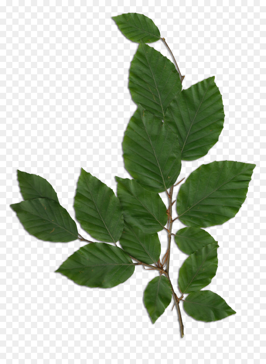 Foliage Png , Png Download - Foliage Png, Transparent Png - foliage png