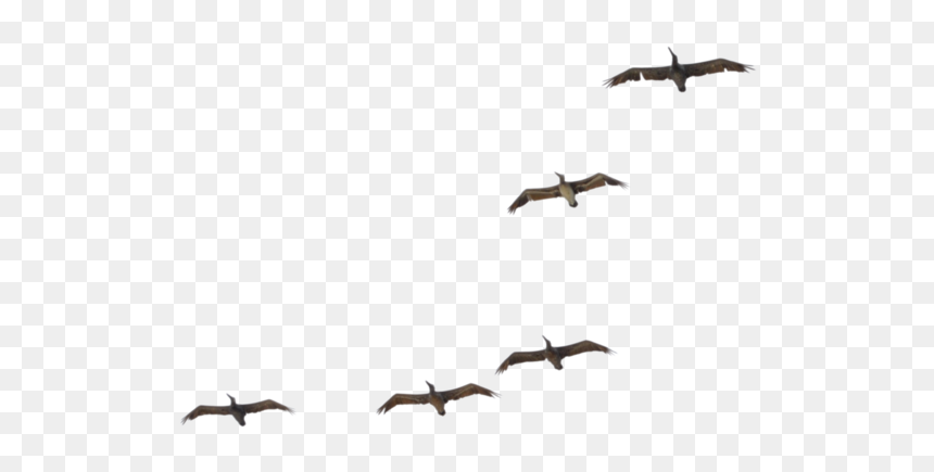 Flying Pelican Transparent Image - Flock, HD Png Download - pelican png
