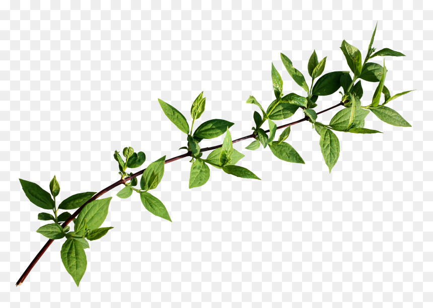 Follaje Png, Transparent Png - ramas png