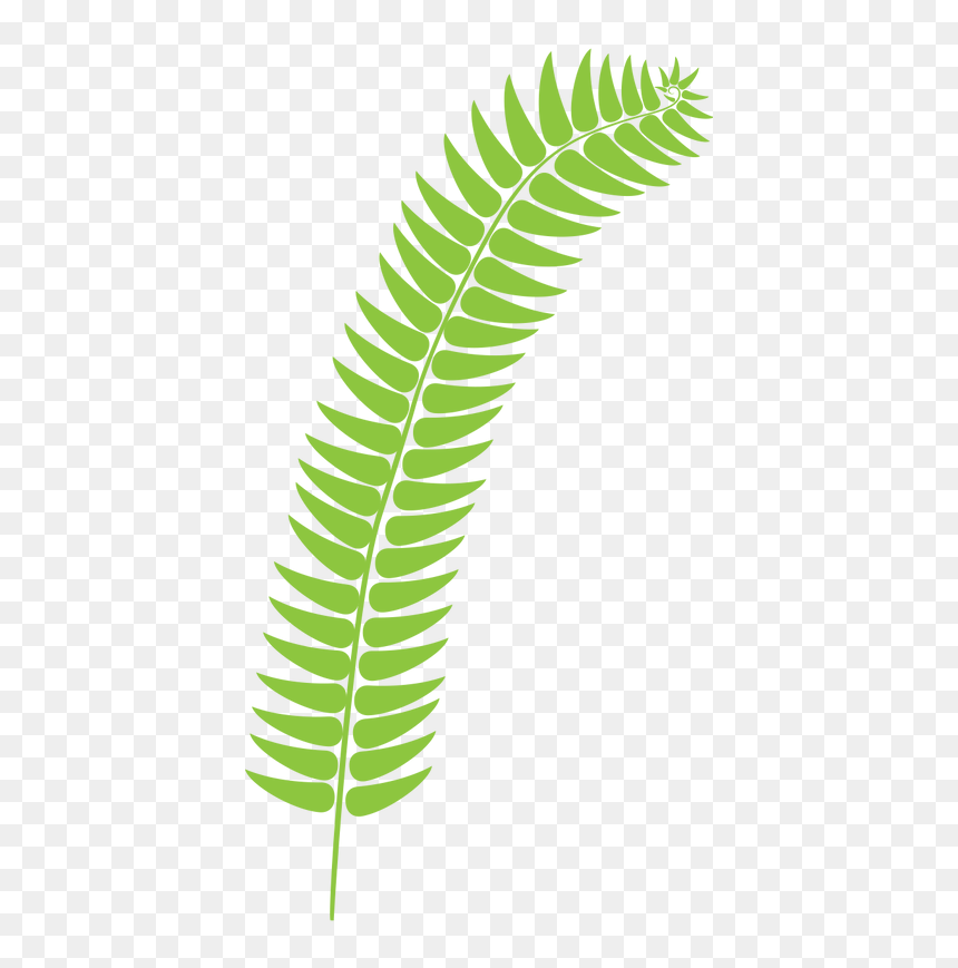 Fern, HD Png Download - ferns png
