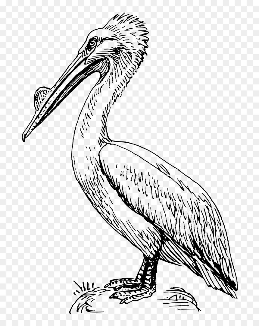 Pelican Svg Clip Arts - Pelican Bird Clip Art, HD Png Download - pelican png