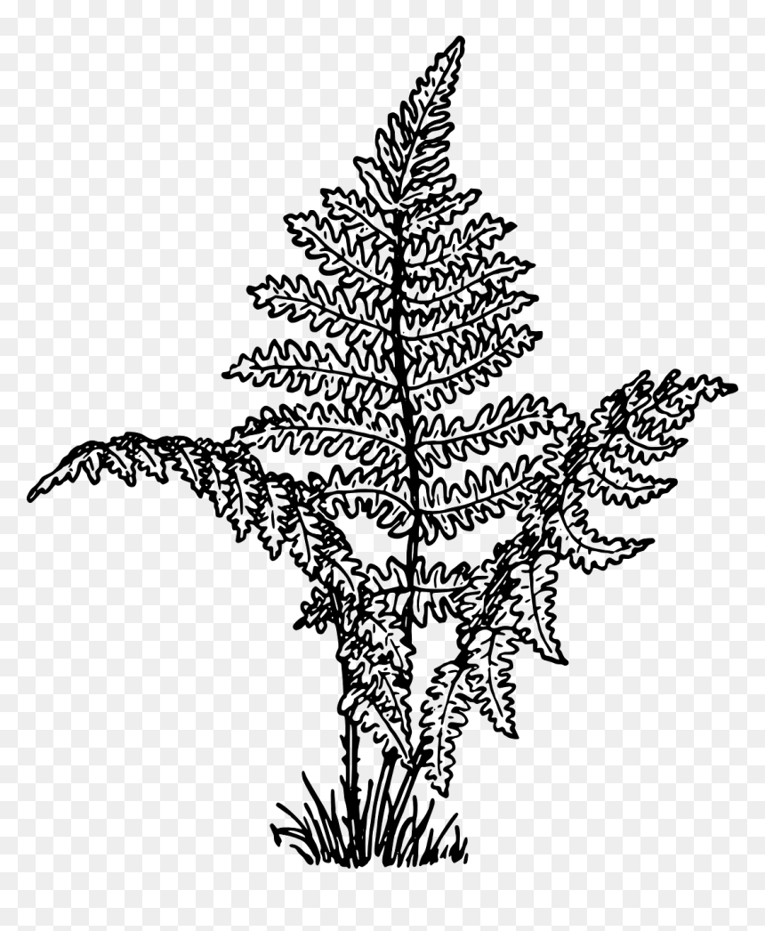 Fern Clipart Black And White, HD Png Download - ferns png