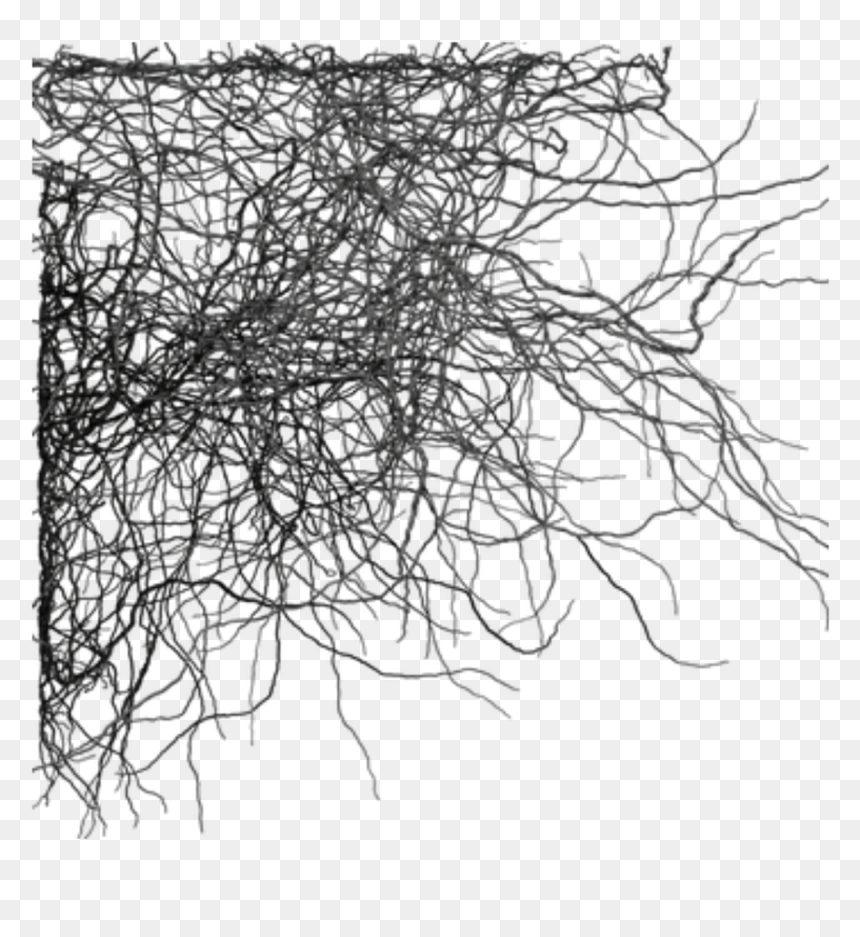 Swirls Swirl Black Background Decoration - Png Dead Branches Border, Transparent Png - ramas png
