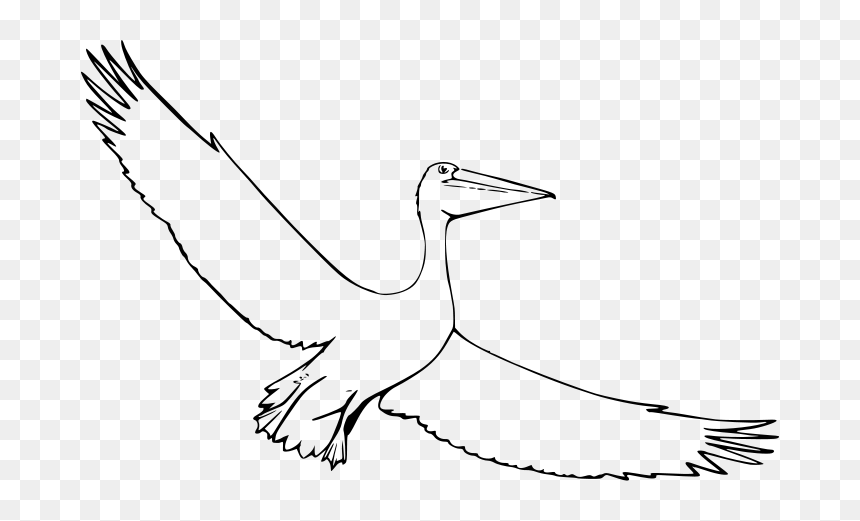 File - Pelican - Svg - Pelican Drawing Open, HD Png Download - pelican png