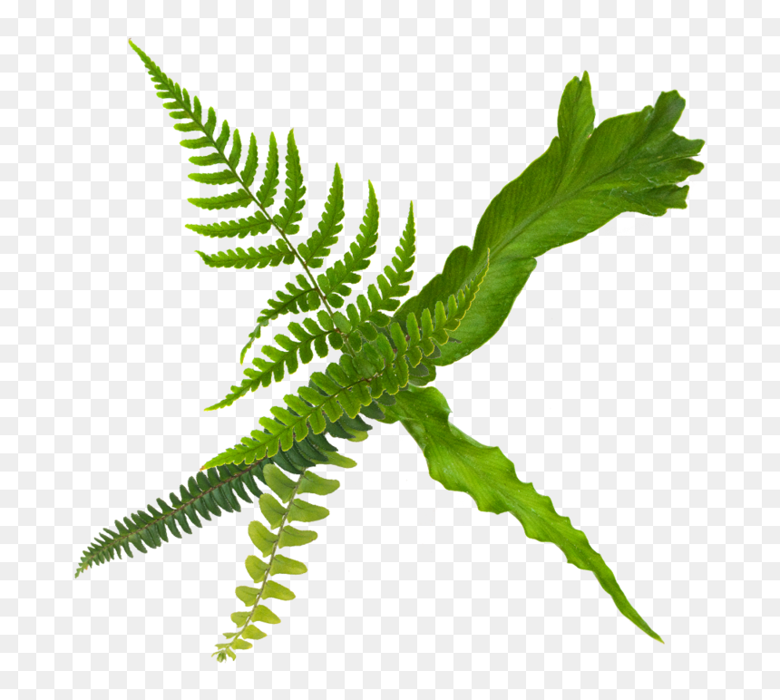 Fern Care - Fern, HD Png Download - ferns png