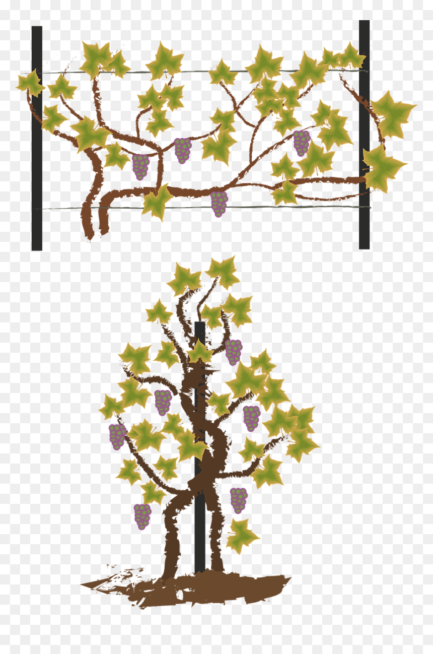 Maqueta Circuito Productivo Del Vino, HD Png Download - foliage png