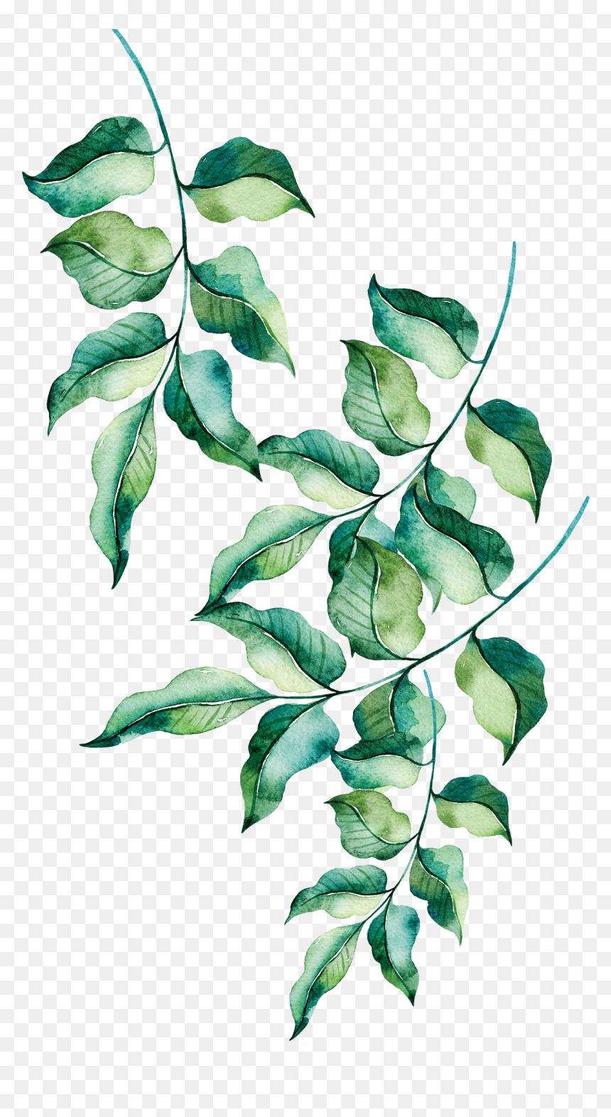Render Ramas Hoojas - Painted Leaves, HD Png Download - ramas png