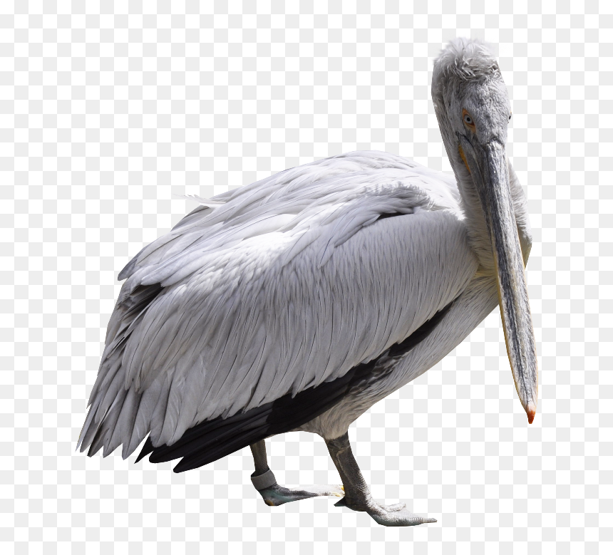Pelican Png, Download Png Image With Transparent Background, - Pelican, Png Download - pelican png