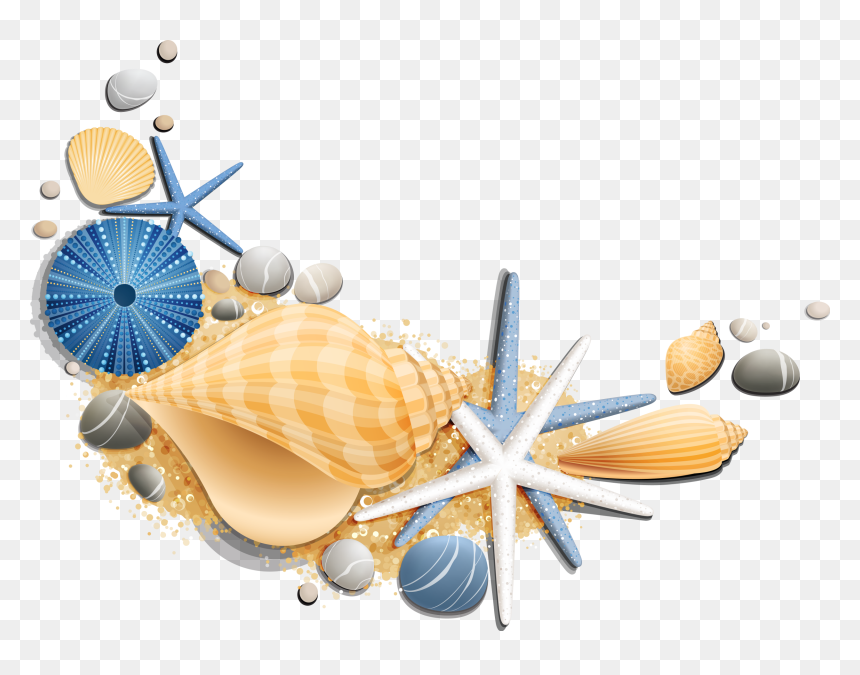 Étoile De Mer Et Coquillage, HD Png Download - seashells png