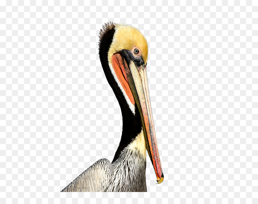 Pelican Products Beak Neck Animal - Beak, HD Png Download - pelican png