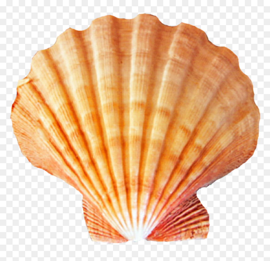 Seashell Png, Transparent Png - seashells png