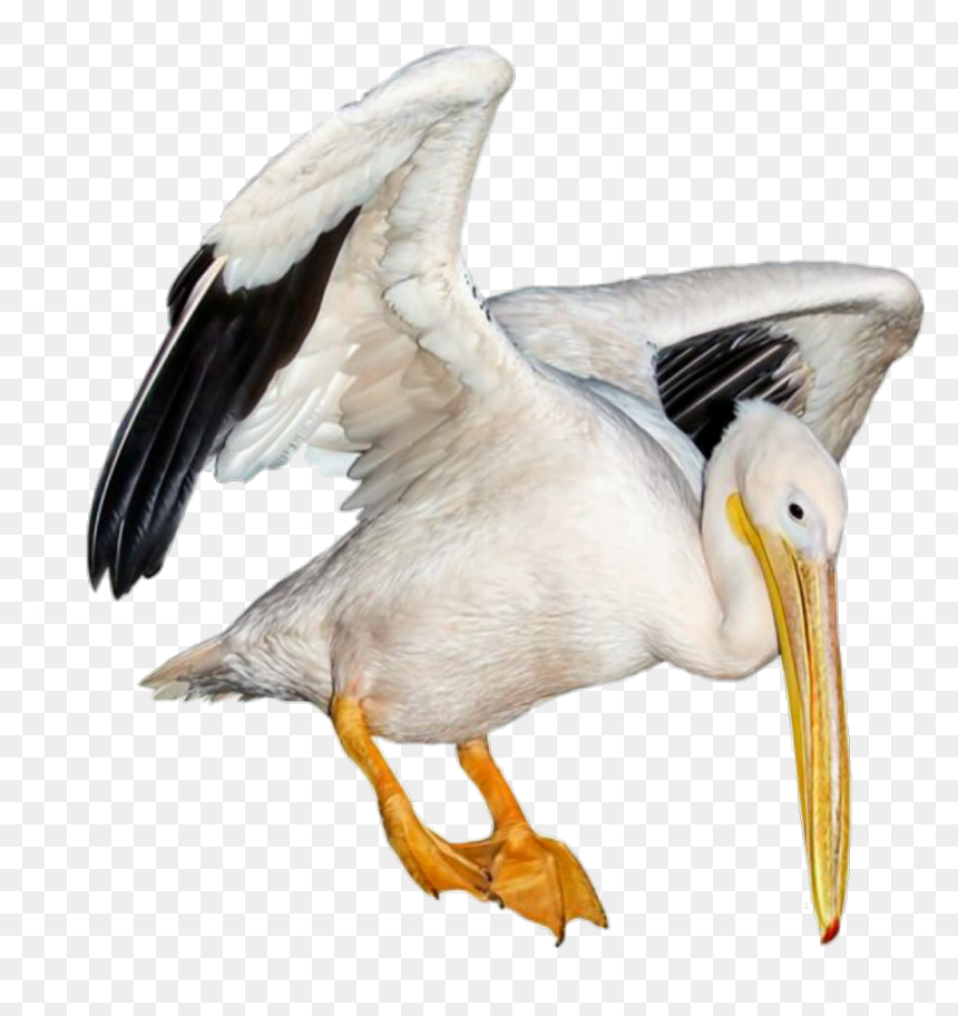 White Pelican , Png Download - White Filler Png Polyvore, Transparent Png - pelican png