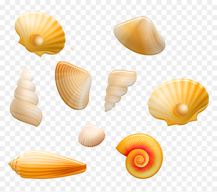 Seashell, HD Png Download - seashells png