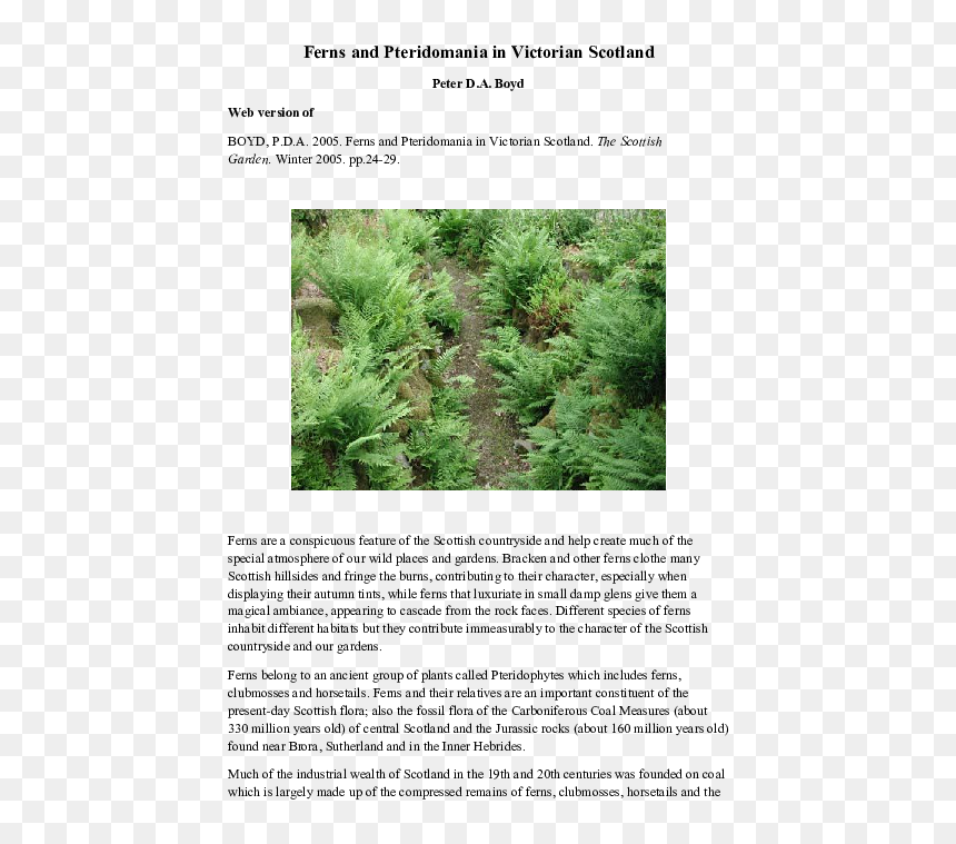 Transparent Ferns Png - Pond Pine, Png Download - ferns png