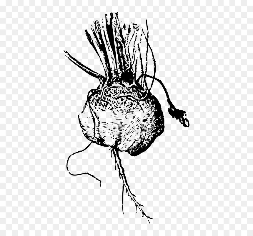 Beets Illustration Black White, HD Png Download - beet png