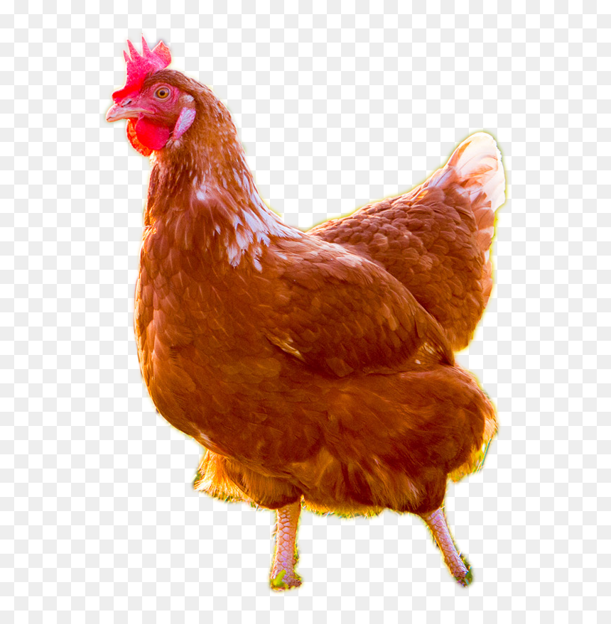 Brown Chicken Transparent Images - Transparent Background Chicken Clipart, HD Png Download - live chicken png
