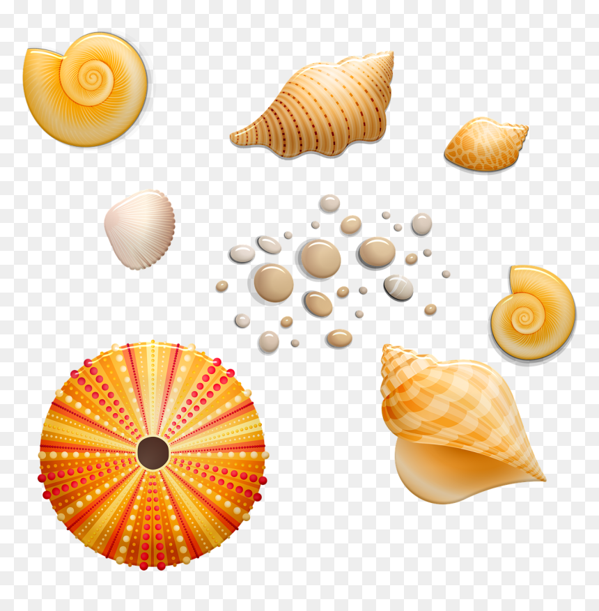 Seashell, HD Png Download - seashells png