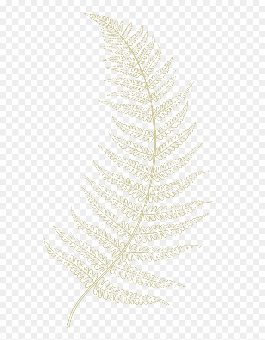 Fern-01 - Ostrich Fern, HD Png Download - ferns png