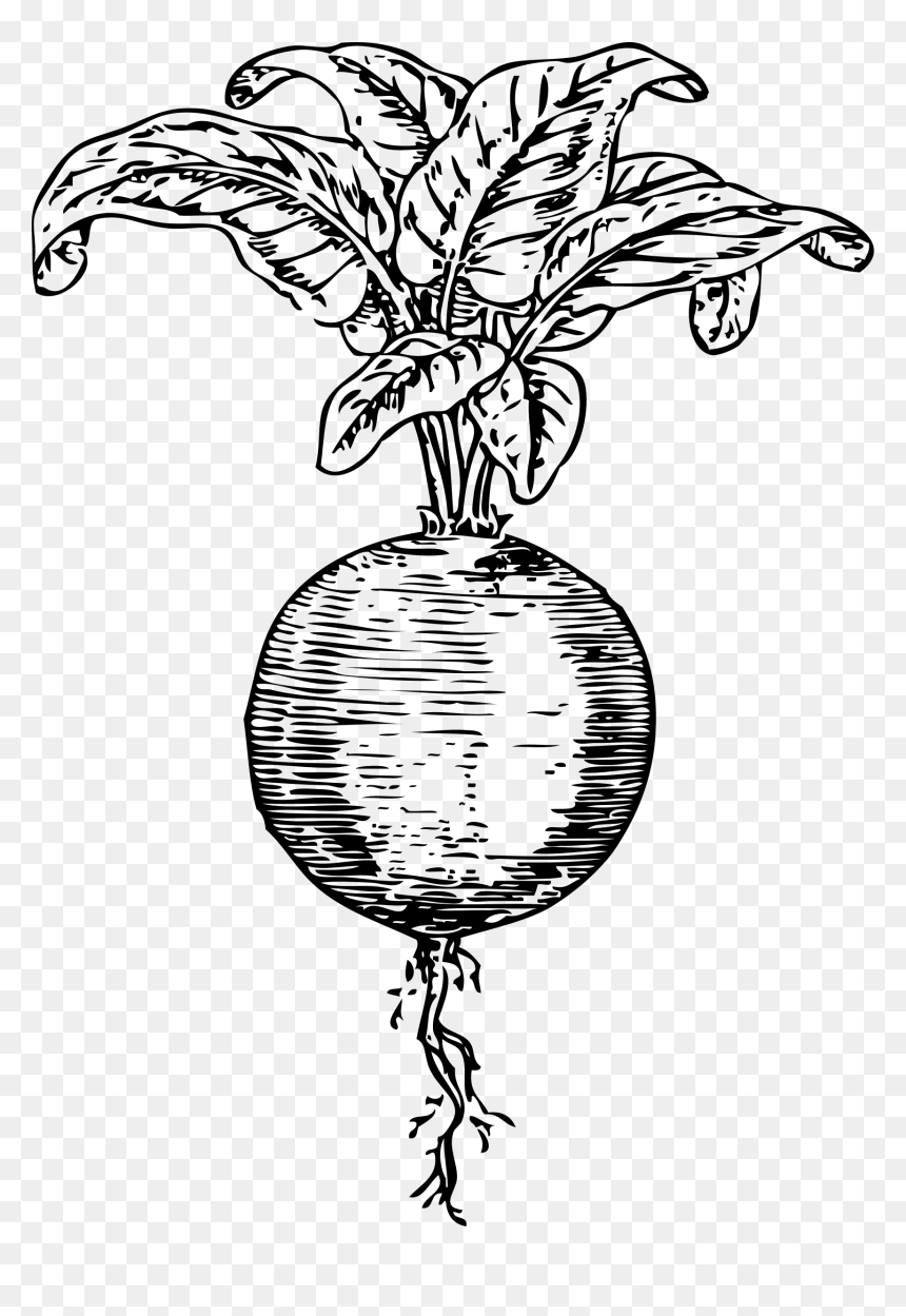 Beet Clip Arts - Black And White Beet Clipart, HD Png Download - beet png