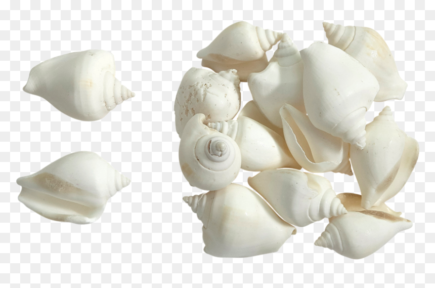 Canarium White Seashells 2 - White Shells, HD Png Download - seashells png