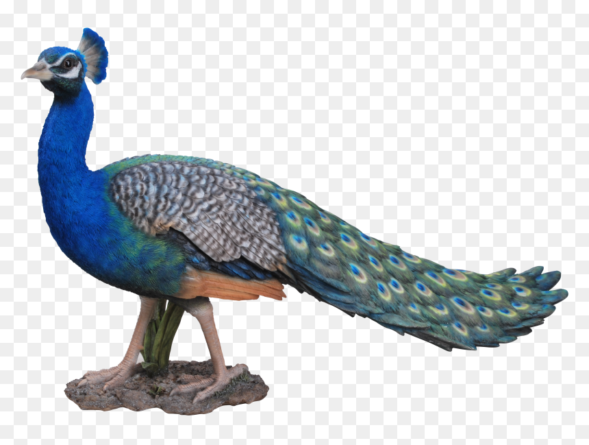 Download For Free Peacock Icon Clipart - Pcok, HD Png Download - peacock clipart png