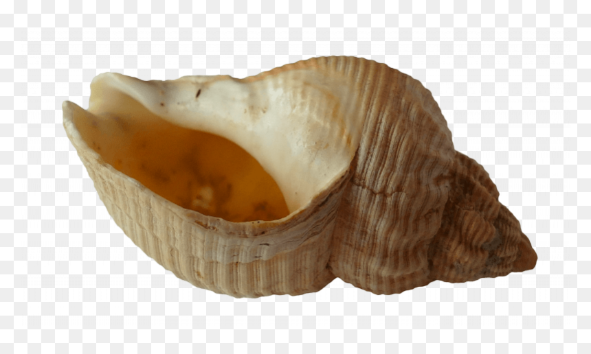 Seashell Pipes Are Not Safe To Smoke Out Of - Coquillage Ou On Entend La Mer, HD Png Download - seashells png