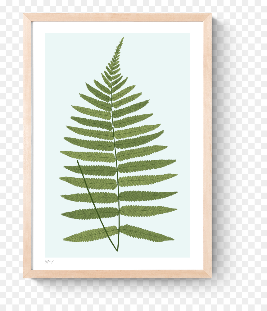Rkr Fern I Art Print Frame Natural - Portable Network Graphics, HD Png Download - ferns png