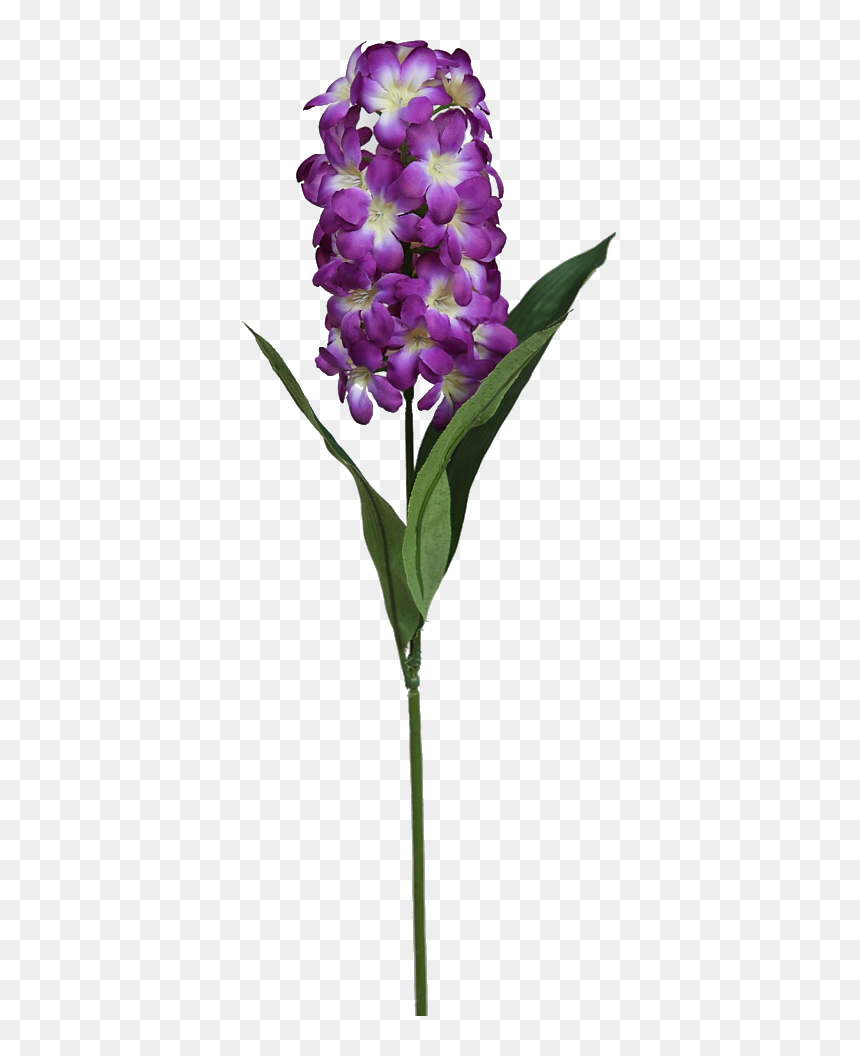 Cattlianthe Jewel Box, HD Png Download - ramas png