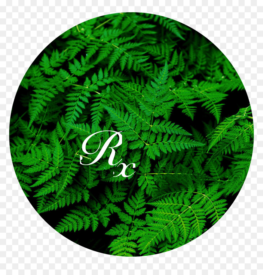 Fern Rx Png, Transparent Png - ferns png