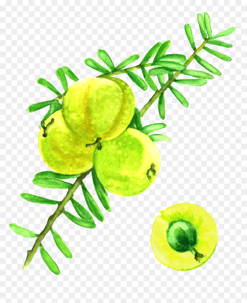 Amla Berries - Watercolor Amla, HD Png Download - berries png