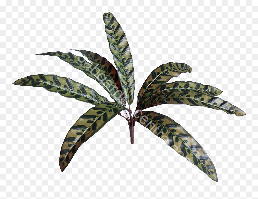Illustration, HD Png Download - peacock leaf png
