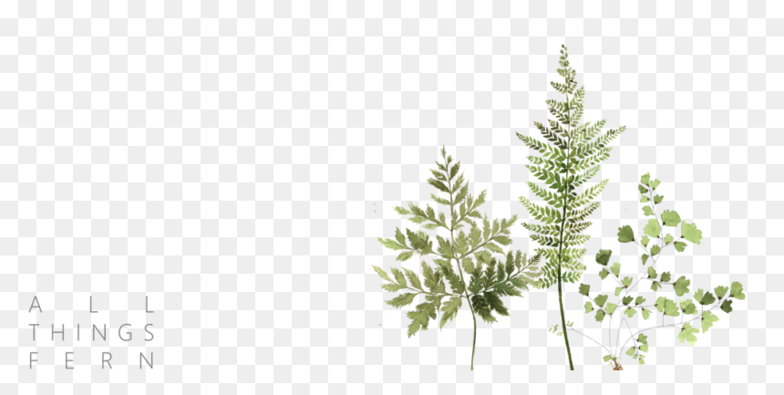 Horsetail, HD Png Download - ferns png