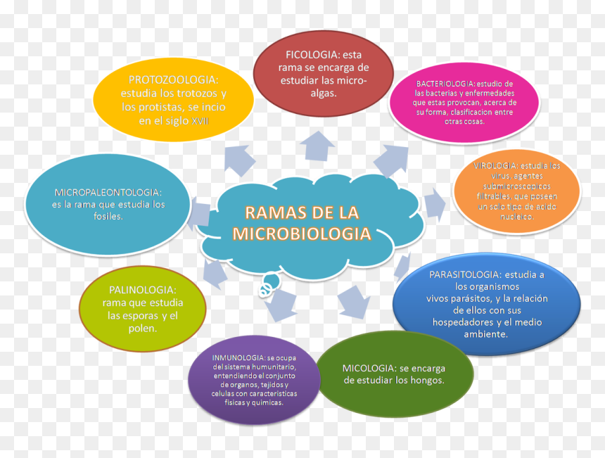 Imagen - Ciencias Relacionadas Con La Microbiologia, HD Png Download - ramas png