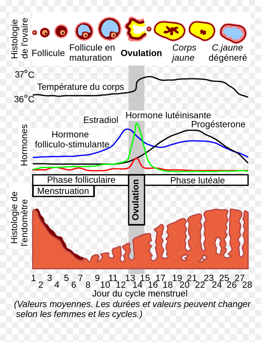 Menstruation Cycle, HD Png Download - canceled png