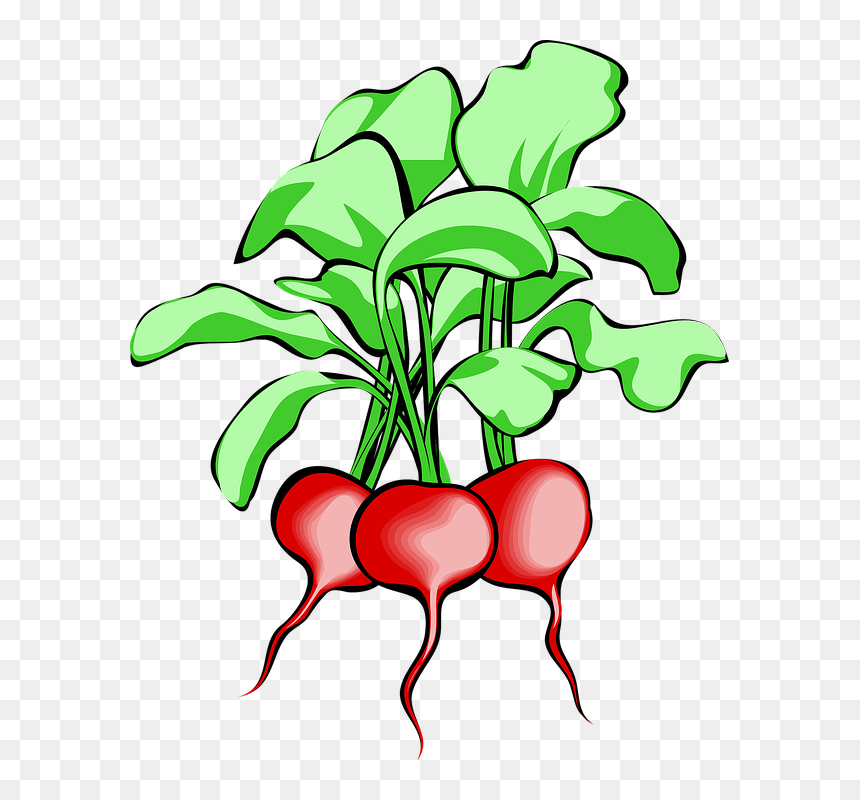 Radish Clipart, HD Png Download - beet png