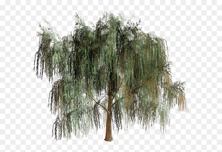 Willow Tree Branch Biome, HD Png Download - willow png