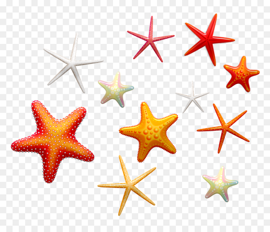 Illustration, HD Png Download - seashells png