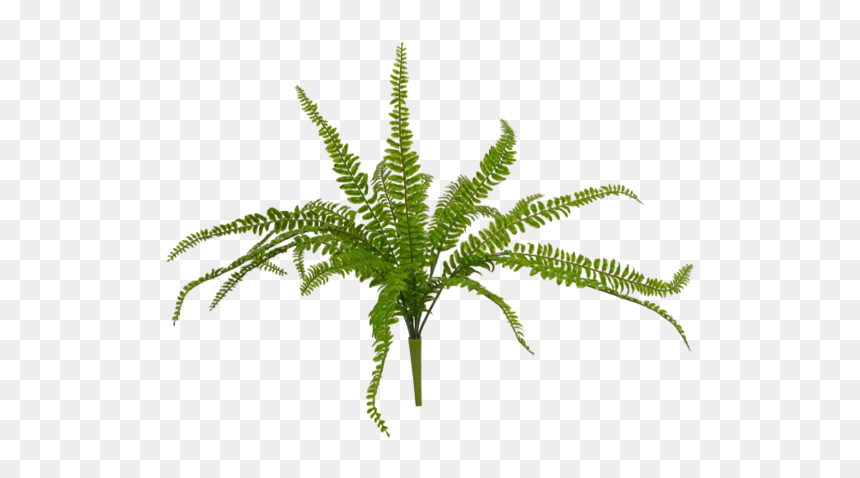 Fern, HD Png Download - ferns png