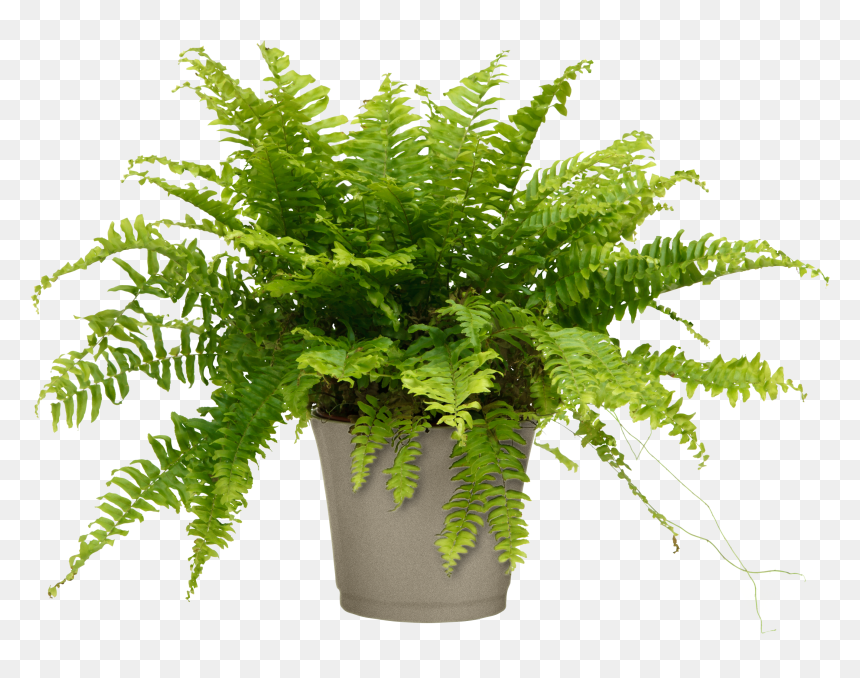 Air Purifier Boston Fern For Home-office - Nephrolepis Exaltata Teddy Junior, HD Png Download - ferns png