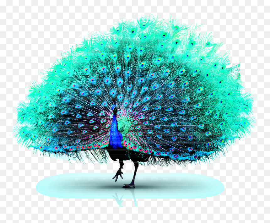 Asiatic Peafowl Green Peafowl - Peacock Feather Vector Png, Transparent Png - peacock clipart png