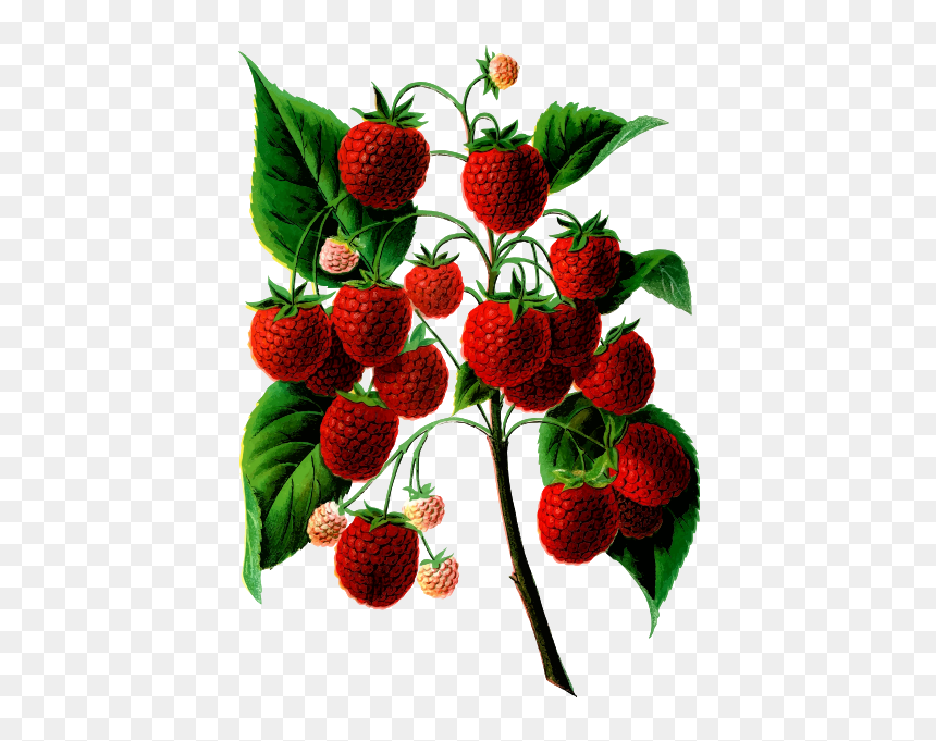Plant Bearing Berries - Raspberry, HD Png Download - berries png