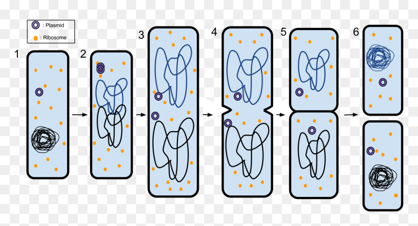 Binary Fission And Plasmid, HD Png Download - binary png