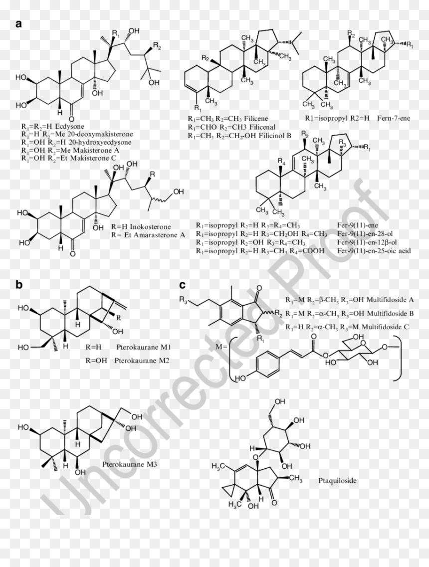 Diagram, HD Png Download - ferns png