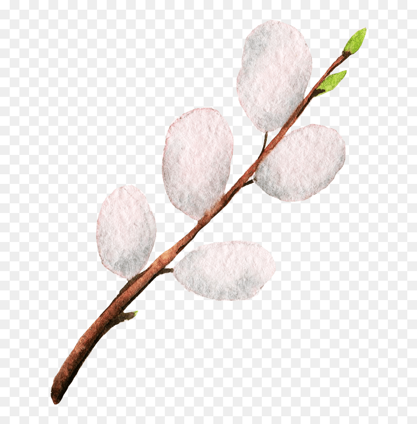 Pussy Willow , Png Download - Pussy Willows Clipart Png, Transparent Png - willow png