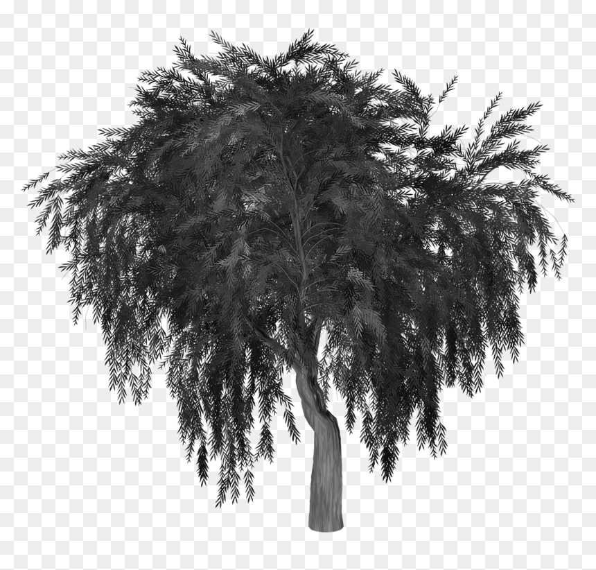 Weeping Willow Tree Image Silhouette Portable Network - Willow Tree Silhouette Png, Transparent Png - willow png