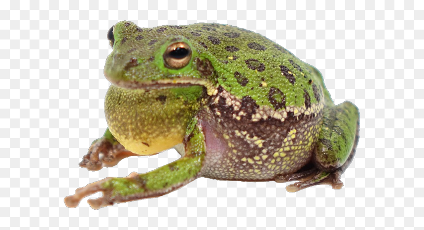 Image - Barking Tree Frog, HD Png Download - nina dobrev png tumblr