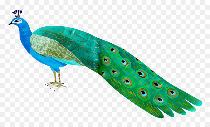 Peafowl, HD Png Download - peacock leaf png